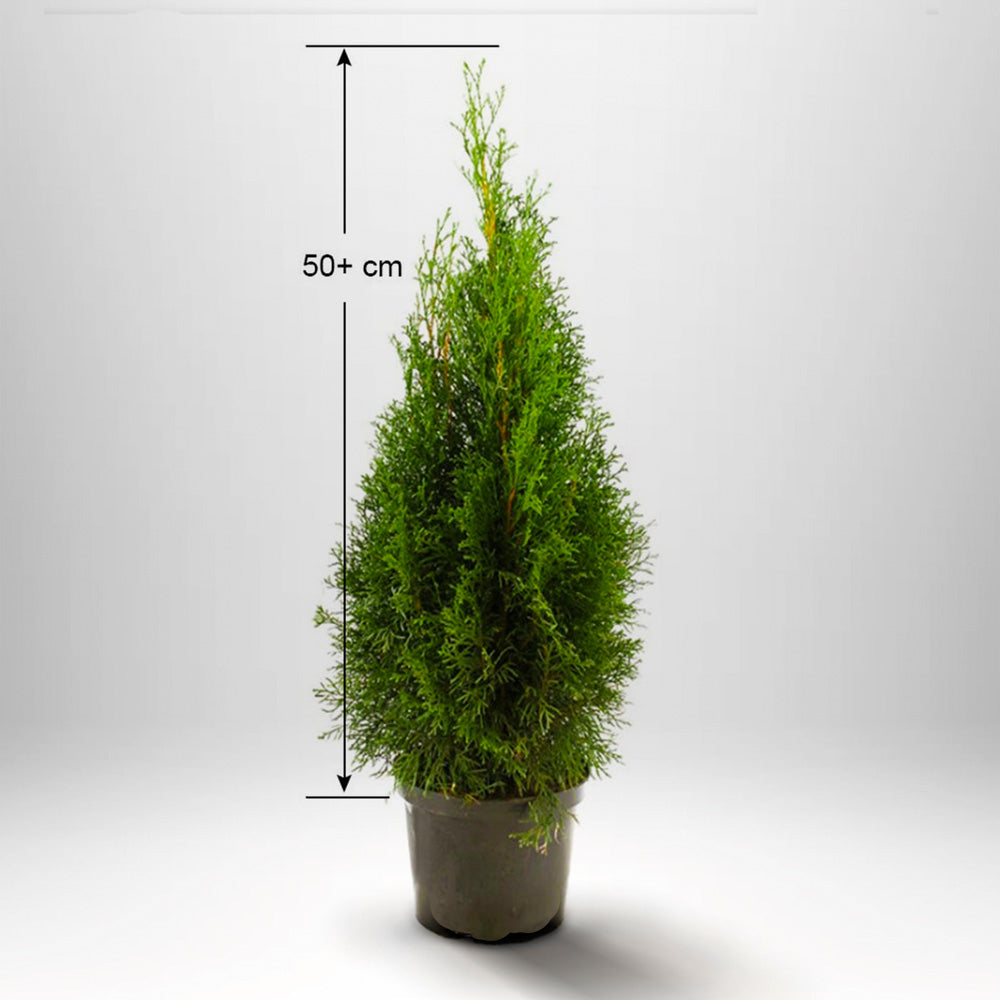Thuja Smaragd 50+ cm, krukväxt, kvalitet A